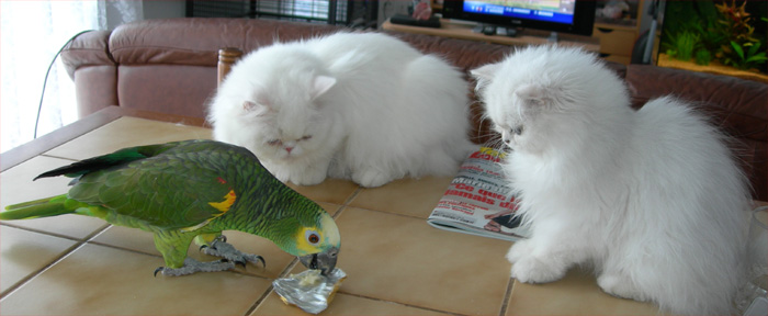 Photo de D�esse Persan Chinchilla