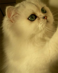 Photo de D�esse Persan Chinchilla