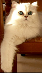 Photo de D�esse Persan Chinchilla