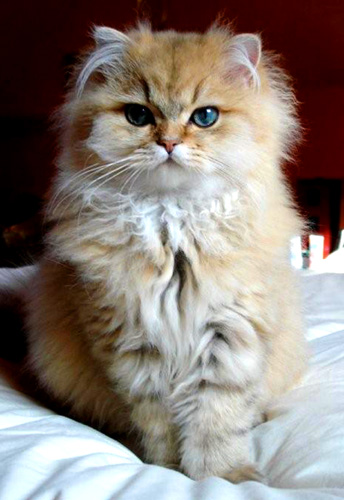 Photo de Denzel Persan Golden