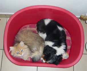 Photo de Desmond Persan Golden