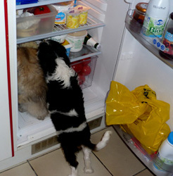 Photo de Desmond Persan Golden