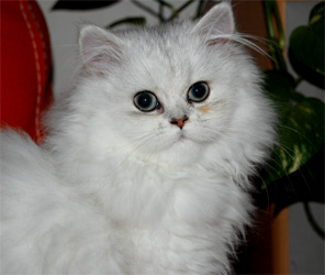 Photo de D'Jazz Persan Chinchilla