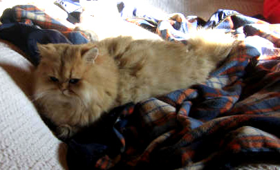 Photo de Dolce & Gabana Persan Golden