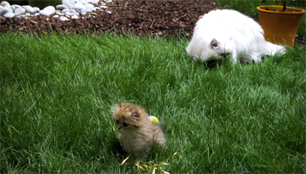 Photo de Donut's Persan Golden