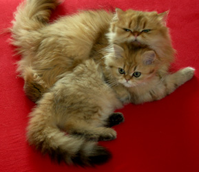 Photo de Droopy Persan Golden