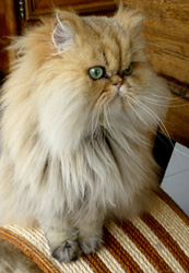 Photo de Droopy Persan Golden