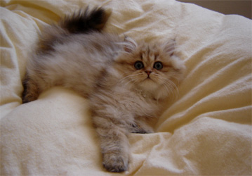 Photo de Dyna Persan Golden