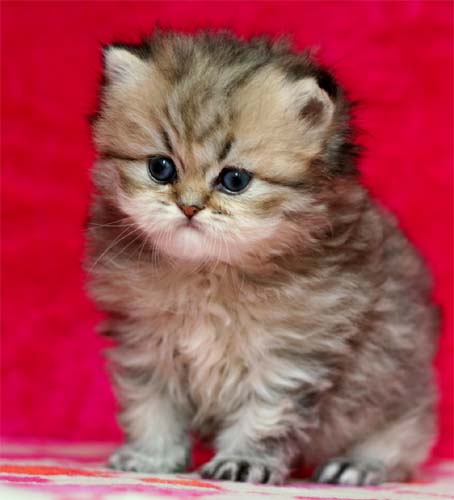 Photo de Ebrius Persan Golden