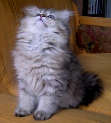 Photo de Ebrius Persan Golden