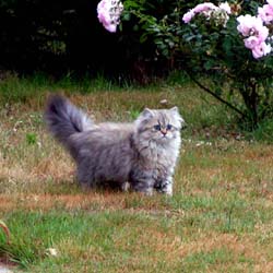 Photo de Ebrius Persan Golden