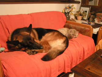 Photo de Ebrius Persan Golden