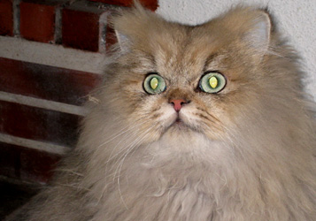 Photo de Ebrius Persan Golden