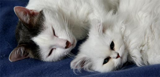 Photo de Edelweiss Persan Chinchilla