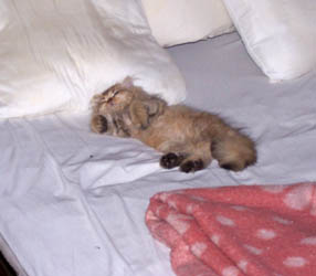 Photo de Edfou Persan Golden