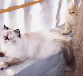 Photo de Edfou Persan Golden