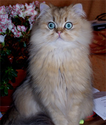 Photo de Edfou Persan Golden