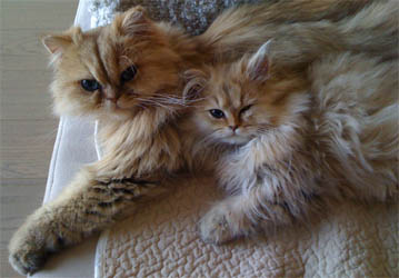 Photo de Eg�e Persan Golden