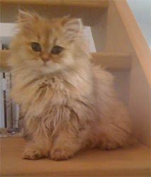 Photo de Eg�e Persan Golden