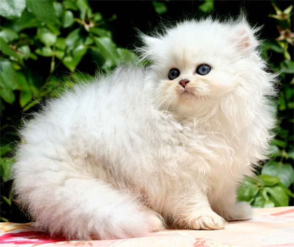 Photo de Eglantine Persan Chinchilla