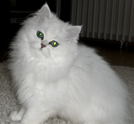 Photo de Eglantine Persan chinchilla