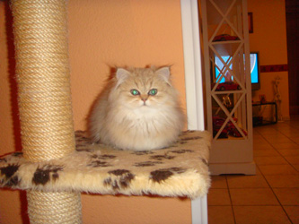 Photo de Eliana Persan Golden