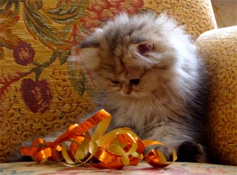 Photo de Eliott Persan Golden