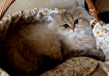 Photo de Eliott Persan Golden