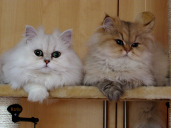 Photo de eliott Persan Golden