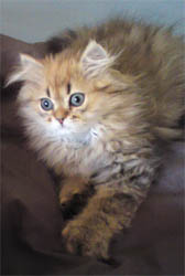 Photo de El Jed� Persan Golden