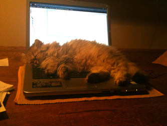 Photo de Elliot Persan Golden