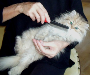 Photo de Elliot Persan golden