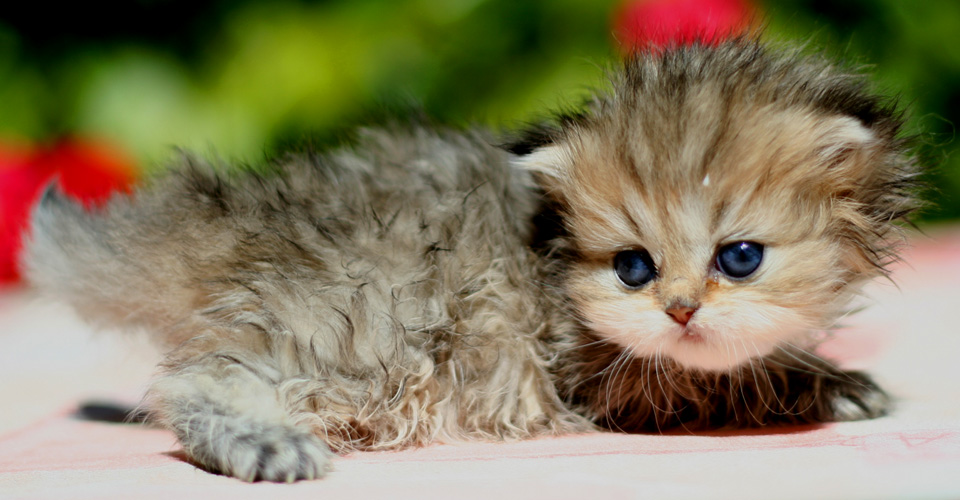 Photo de Eglantine Persan chinchilla