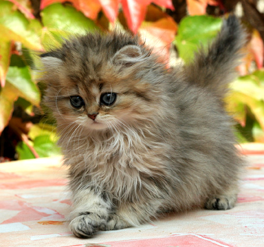 Photo de Eglantine Persan chinchilla