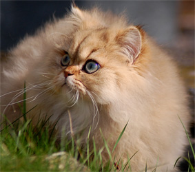 Photo de Elvis Persan Golden