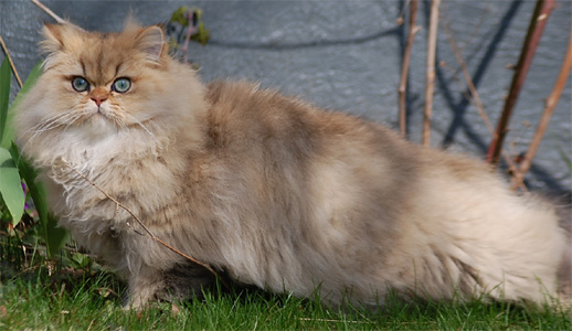 Photo de Eglantine Persan chinchilla