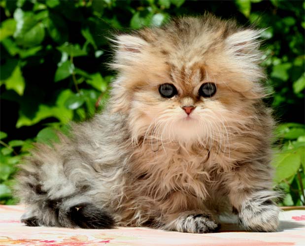 Photo de Enjy Persan Golden