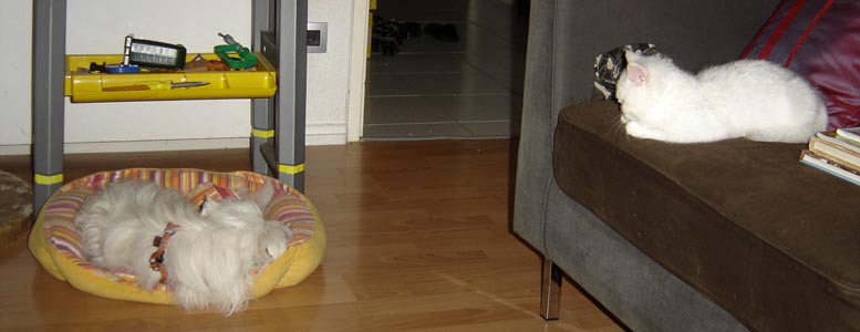 Photo de Enzoo Persan Chinchilla