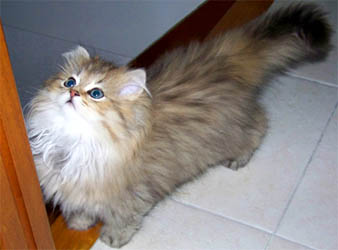 Photo de Ewok Persan Golden