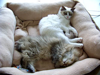 Photo de Ewok Persan Golden