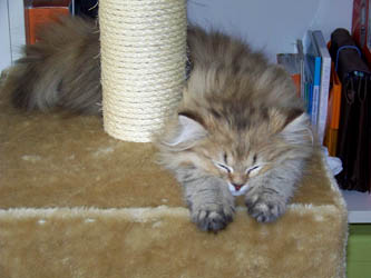 Photo de Ewok Persan Golden