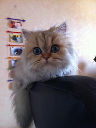 Photo de Falbala Persan Golden