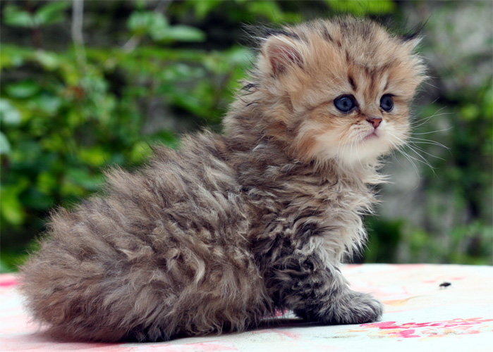 Photo de Fauve Persan Golden