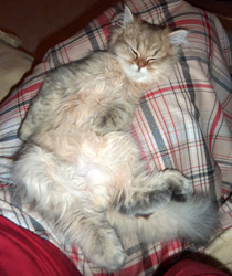 Photo de Fauve 2 Persan Chinchilla