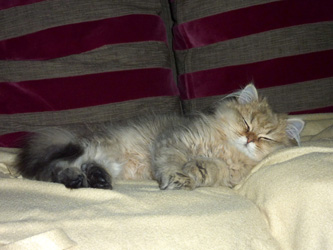 Photo de Fauve 2 Persan Chinchilla