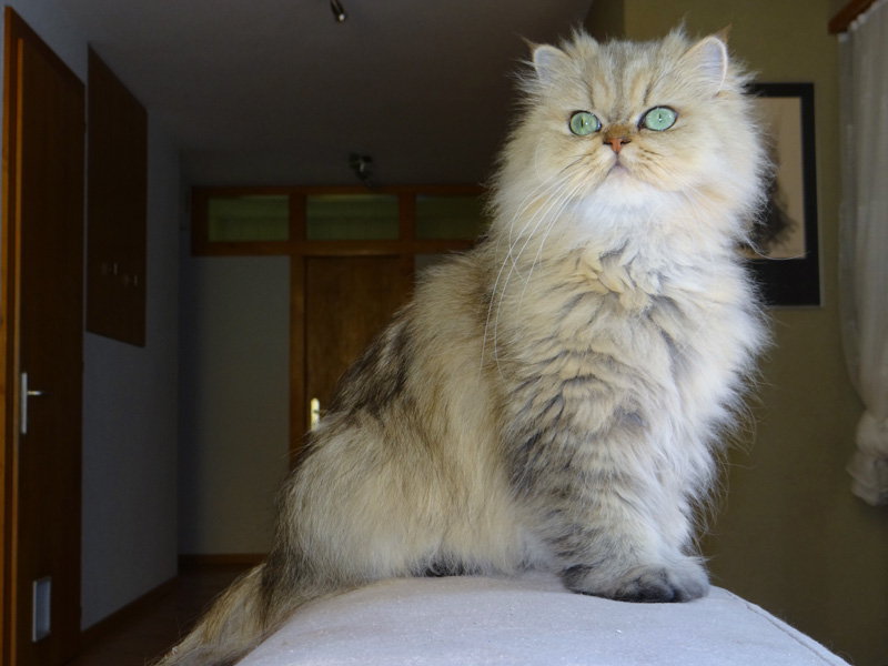 Photo de Ficelle Persan Golden