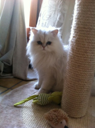 Photo de Fidjie Persan Chinchilla