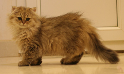 Photo de First Lady Persan Golden