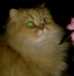 Photo de First Lady Persan Golden