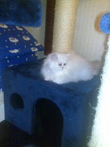 Photo de France Persan Chinchilla